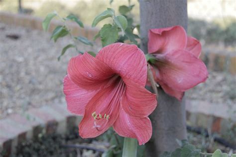 planta de la suegra y la nuera|Cómo cuidar la planta de la suegra y la nuera ️.